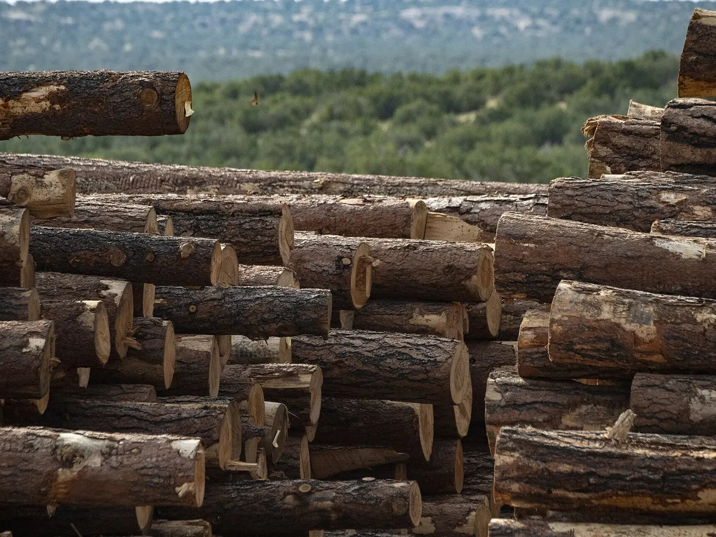 Troncos de madera apilados al aire libre